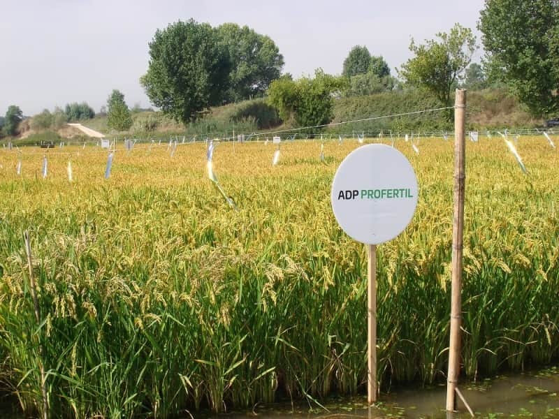 adp